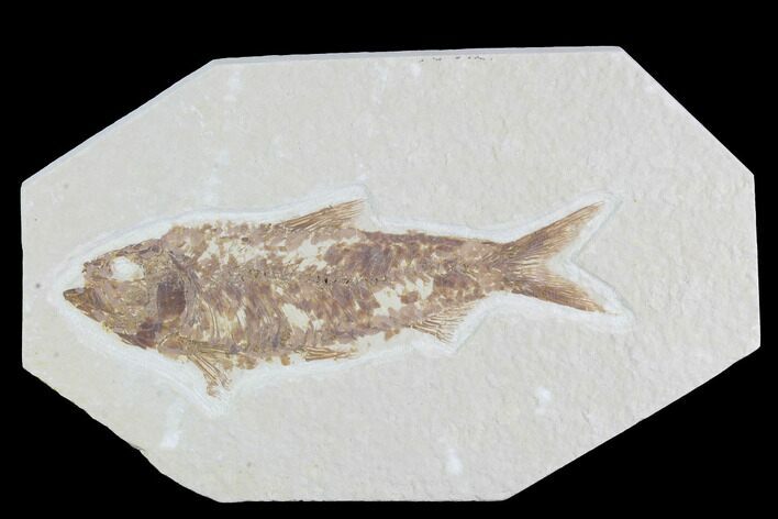 Detailed Fossil Fish (Knightia) - Wyoming #96107